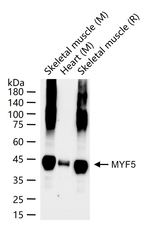 MYF5 Antibody in Western Blot (WB)