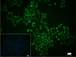 GRSF1 Recombinant Rabbit Monoclonal Antibody (7E7)