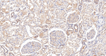 GRSF1 Antibody in Immunohistochemistry (Paraffin) (IHC (P))