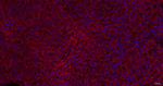 GRSF1 Antibody in Immunohistochemistry (Paraffin) (IHC (P))