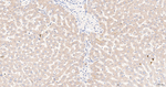 GRSF1 Antibody in Immunohistochemistry (Paraffin) (IHC (P))
