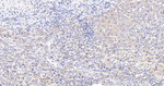 GRSF1 Antibody in Immunohistochemistry (Paraffin) (IHC (P))