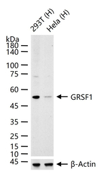 GRSF1 Antibody in Western Blot (WB)