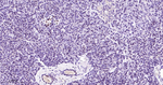 RCC1 Recombinant Rabbit Monoclonal Antibody (4F12)