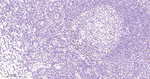 RCC1 Antibody in Immunohistochemistry (Paraffin) (IHC (P))