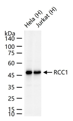 RCC1 Antibody in Western Blot (WB)