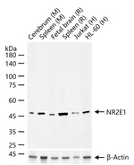 TLX Antibody in Western Blot (WB)