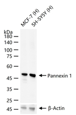Pannexin 1 Antibody in Western Blot (WB)