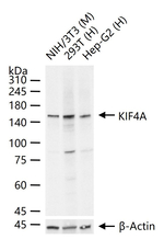 KIF4A Antibody in Western Blot (WB)