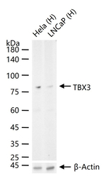 TBX3 Antibody in Western Blot (WB)