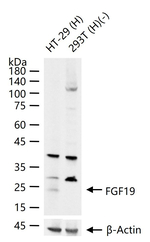 FGF19 Recombinant Rabbit Monoclonal Antibody (6H19)