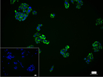 GluD1 Recombinant Rabbit Monoclonal Antibody (3B2)