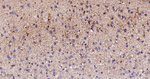 GluD1 Antibody in Immunohistochemistry (Paraffin) (IHC (P))