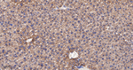 GluD1 Antibody in Immunohistochemistry (Paraffin) (IHC (P))