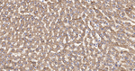 GluD1 Antibody in Immunohistochemistry (Paraffin) (IHC (P))
