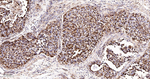 GluD1 Antibody in Immunohistochemistry (Paraffin) (IHC (P))