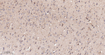 GluD1 Antibody in Immunohistochemistry (Paraffin) (IHC (P))