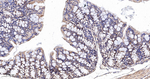 GluD1 Antibody in Immunohistochemistry (Paraffin) (IHC (P))