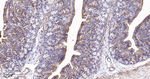 GluD1 Antibody in Immunohistochemistry (Paraffin) (IHC (P))
