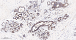 GluD1 Antibody in Immunohistochemistry (Paraffin) (IHC (P))