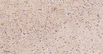 GluD1 Antibody in Immunohistochemistry (Paraffin) (IHC (P))