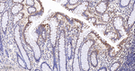 GluD1 Antibody in Immunohistochemistry (Paraffin) (IHC (P))