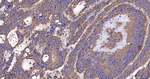 GluD1 Antibody in Immunohistochemistry (Paraffin) (IHC (P))