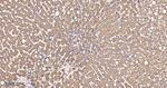 GluD1 Antibody in Immunohistochemistry (Paraffin) (IHC (P))