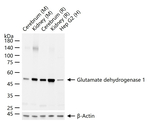 GluD1 Antibody in Western Blot (WB)