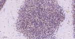 PSAP Recombinant Rabbit Monoclonal Antibody (4C7)