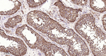 PSAP Antibody in Immunohistochemistry (Paraffin) (IHC (P))