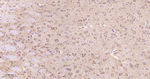 PSAP Antibody in Immunohistochemistry (Paraffin) (IHC (P))