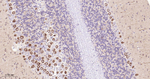 PSAP Antibody in Immunohistochemistry (Paraffin) (IHC (P))