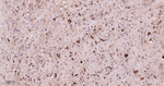 PSAP Antibody in Immunohistochemistry (Paraffin) (IHC (P))