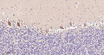 PSAP Antibody in Immunohistochemistry (Paraffin) (IHC (P))