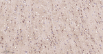 PSAP Antibody in Immunohistochemistry (Paraffin) (IHC (P))