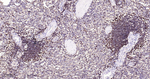 PSAP Antibody in Immunohistochemistry (Paraffin) (IHC (P))