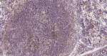 PSAP Antibody in Immunohistochemistry (Paraffin) (IHC (P))