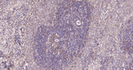 PSAP Antibody in Immunohistochemistry (Paraffin) (IHC (P))
