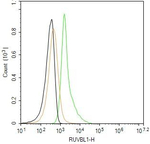 RUVBL1 Recombinant Rabbit Monoclonal Antibody (1F1)