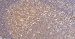 PLCG2 Antibody in Immunohistochemistry (Paraffin) (IHC (P))