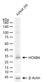 HOXB4 Recombinant Rabbit Monoclonal Antibody (6D6)