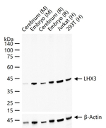 LHX3 Recombinant Rabbit Monoclonal Antibody (9E3)