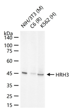 HRH3 Recombinant Rabbit Monoclonal Antibody (7B14)