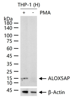 FLAP Antibody in Western Blot (WB)
