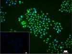 MCM4 Recombinant Rabbit Monoclonal Antibody (7F9)