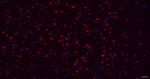 TMEFF2 Recombinant Rabbit Monoclonal Antibody (6B12)
