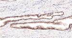 TMEFF2 Antibody in Immunohistochemistry (Paraffin) (IHC (P))