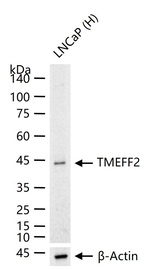 TMEFF2 Antibody in Western Blot (WB)