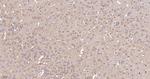 GSK3 alpha Antibody in Immunohistochemistry (Paraffin) (IHC (P))